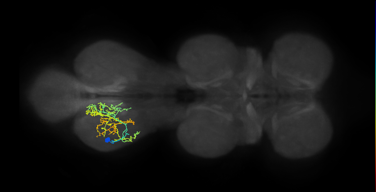 IN16B014_T3_L (MANC:19463)