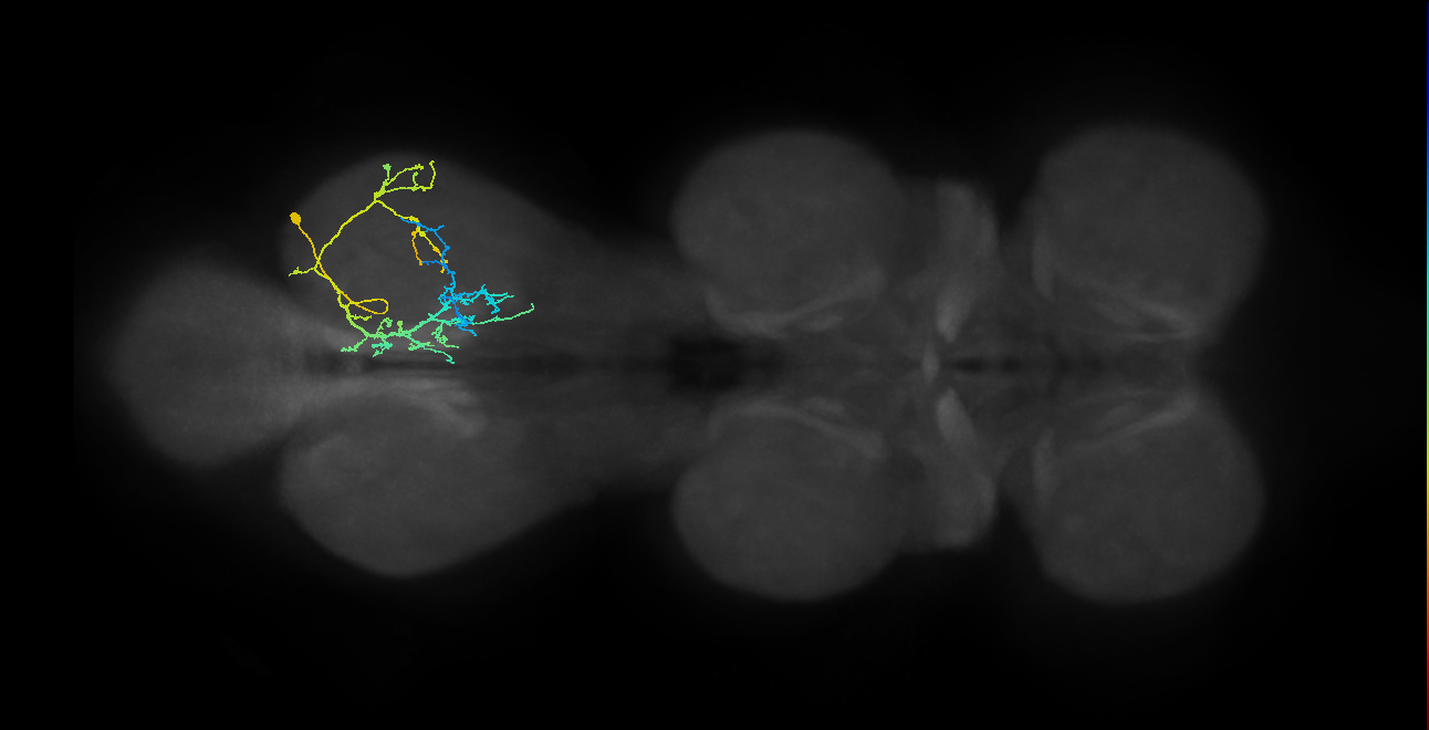 IN03A010_T3_R (MANC:19476)