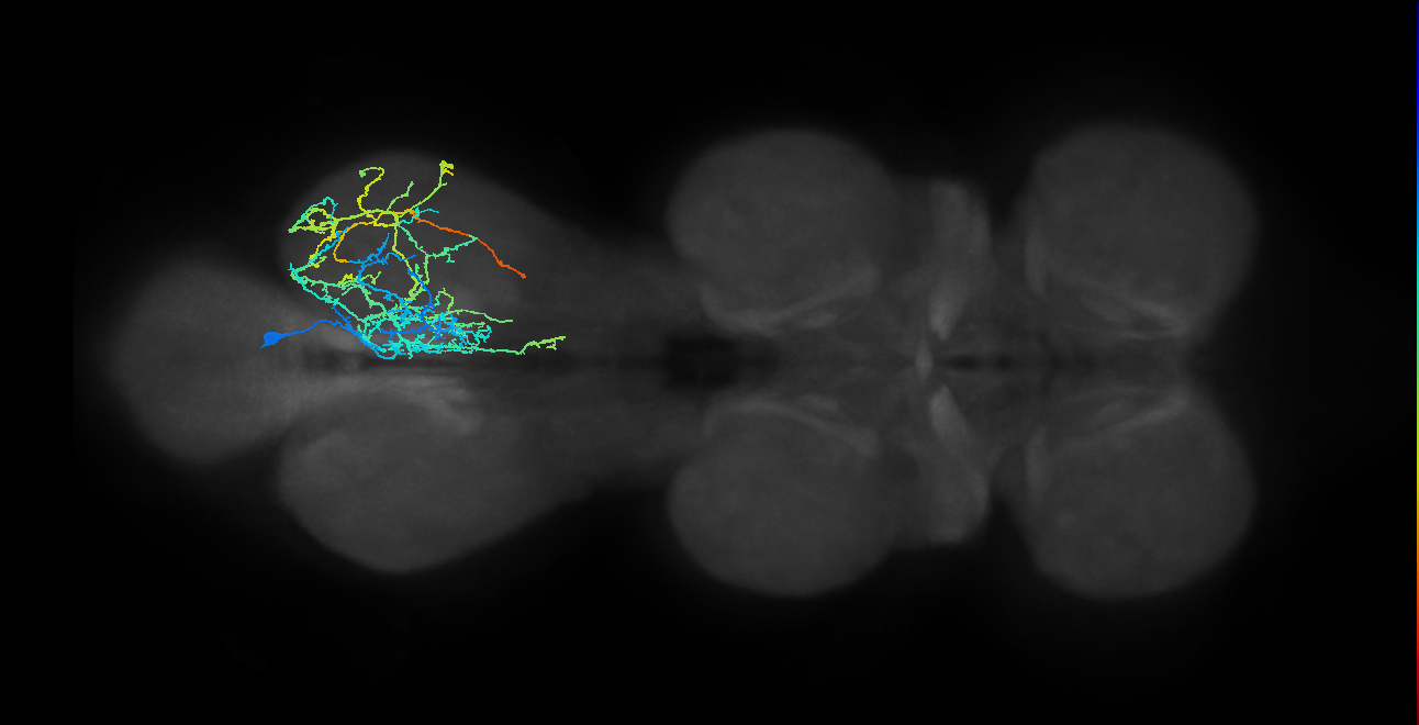 IN04B032_T3_R (MANC:19502)