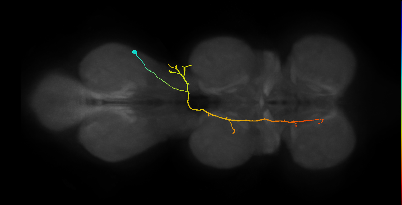 IN08B081_T3_R (MANC:19505)