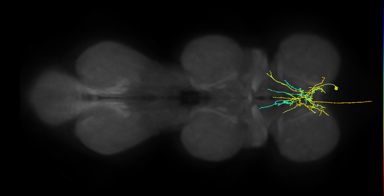 AN08B099_T1_R (MANC:19514)