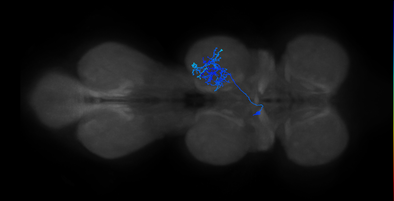 IN13B018_T2_L (MANC:19630)