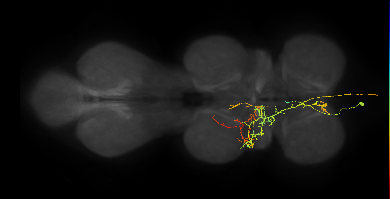 AN08B114_T1_L (MANC:19676)