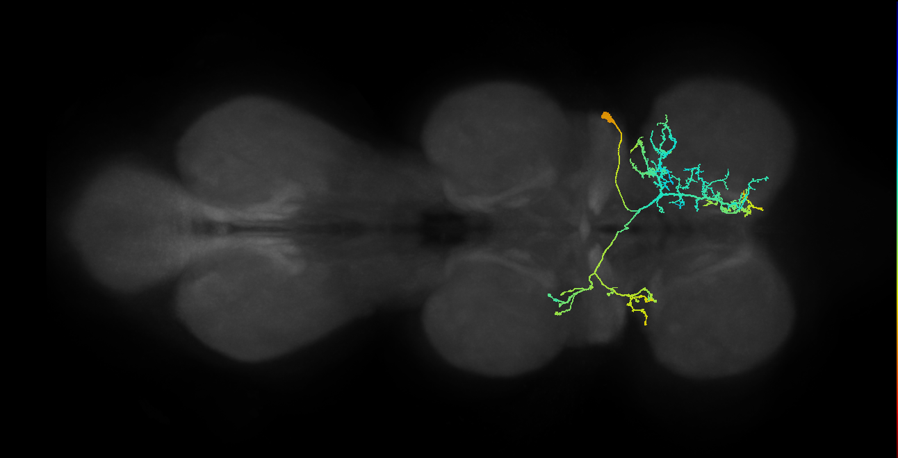 IN23B009_T1_R (MANC:19705)