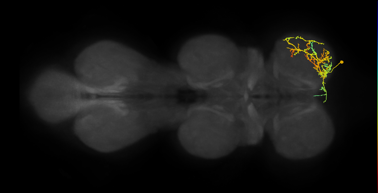 IN16B017_T1_R (MANC:19714)