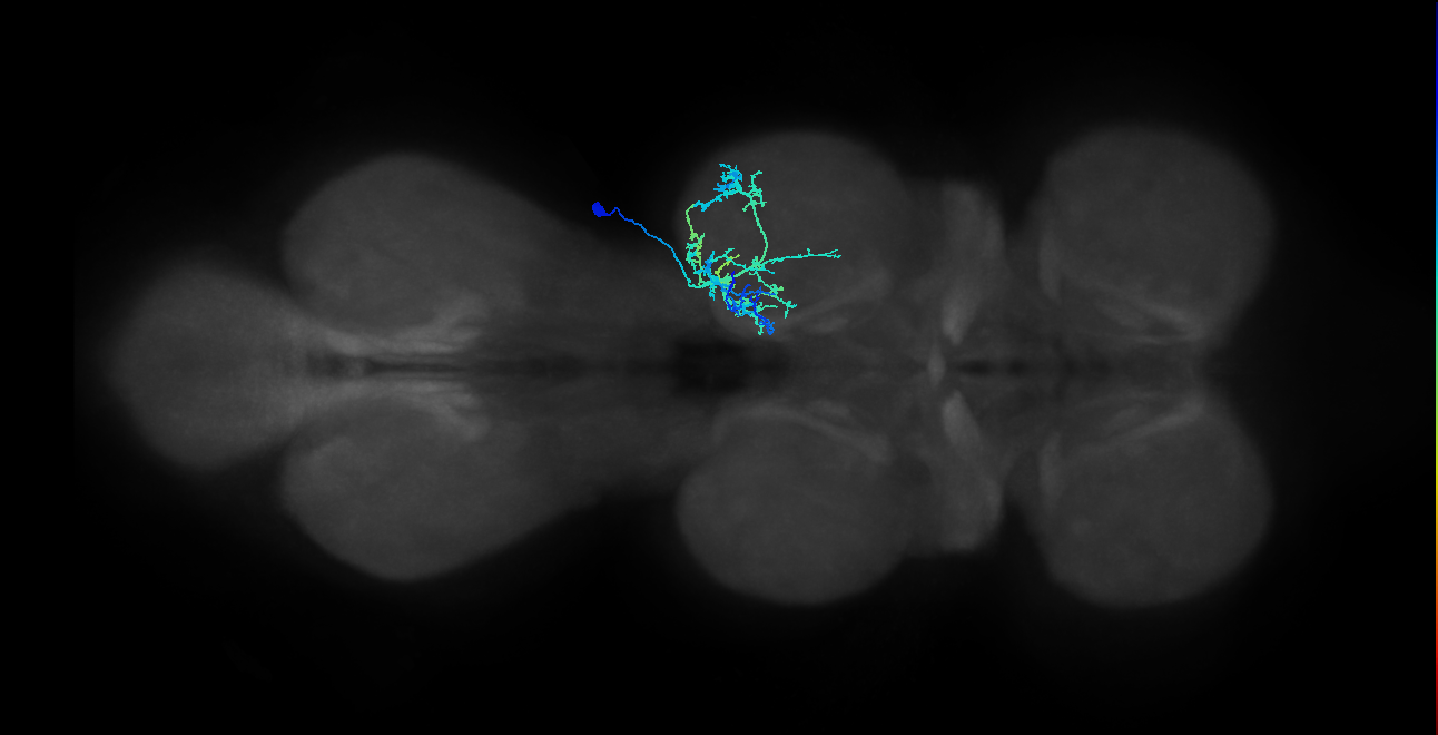 IN21A038_T2_R (MANC:19728)