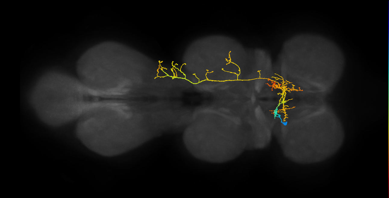 IN06B079_T1_L (MANC:19765)