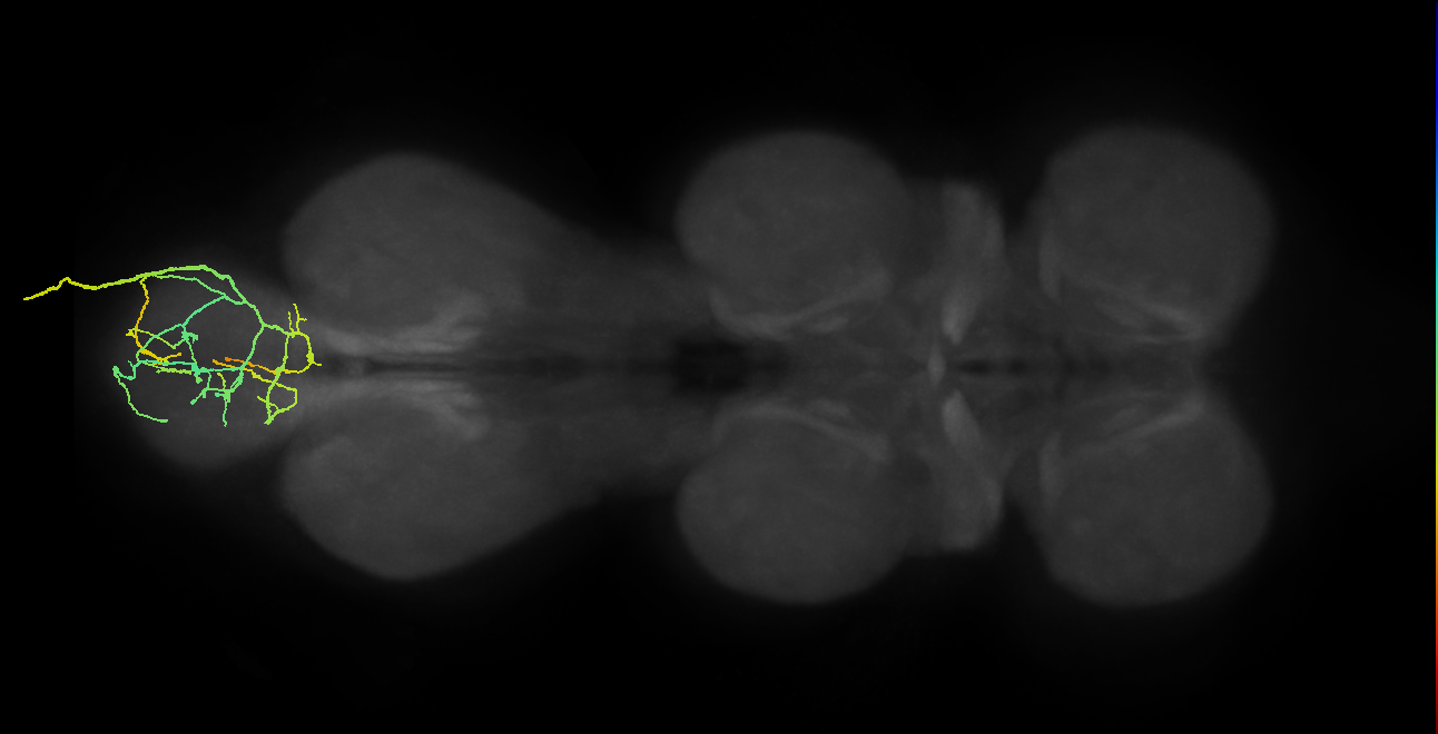 SNxx04_AbNT_R (MANC:19794)