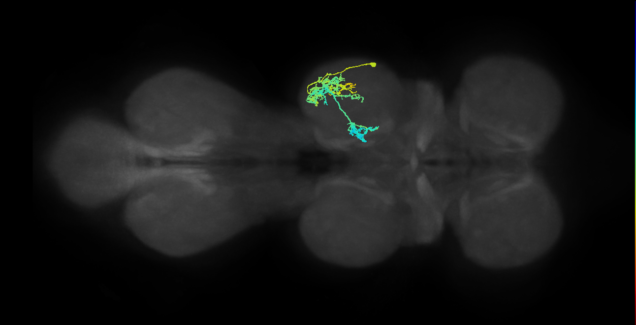 IN19A036_T2_R (MANC:19796)