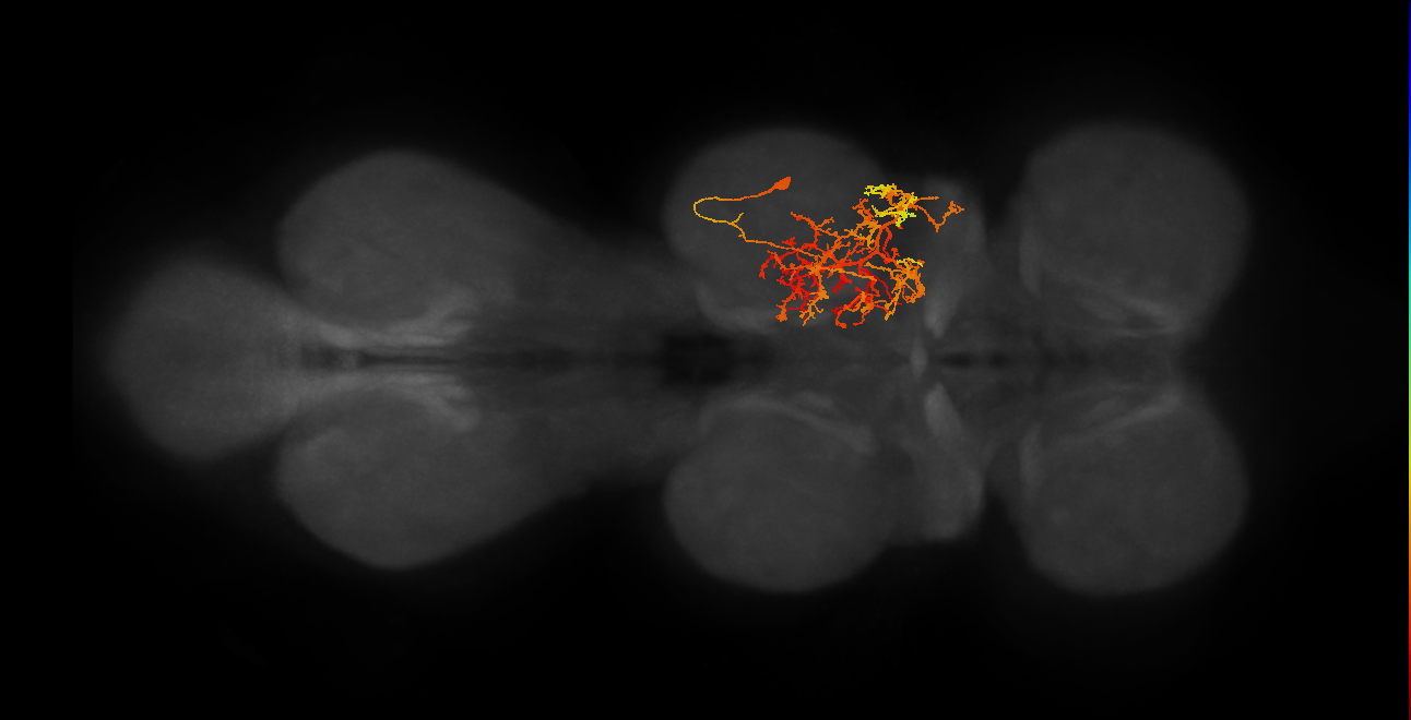 IN11B019_T2_R (MANC:19798)