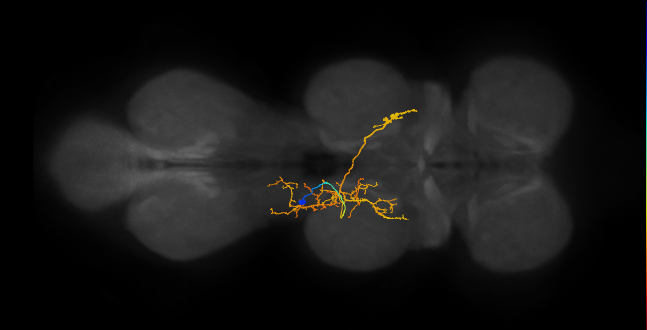 IN06A021_T2_L (MANC:19817)
