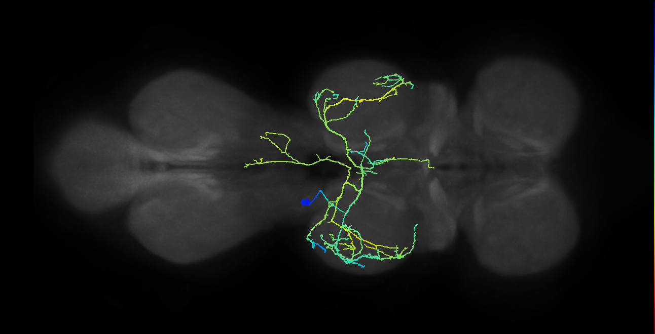 IN04B013_T2_L (MANC:19836)