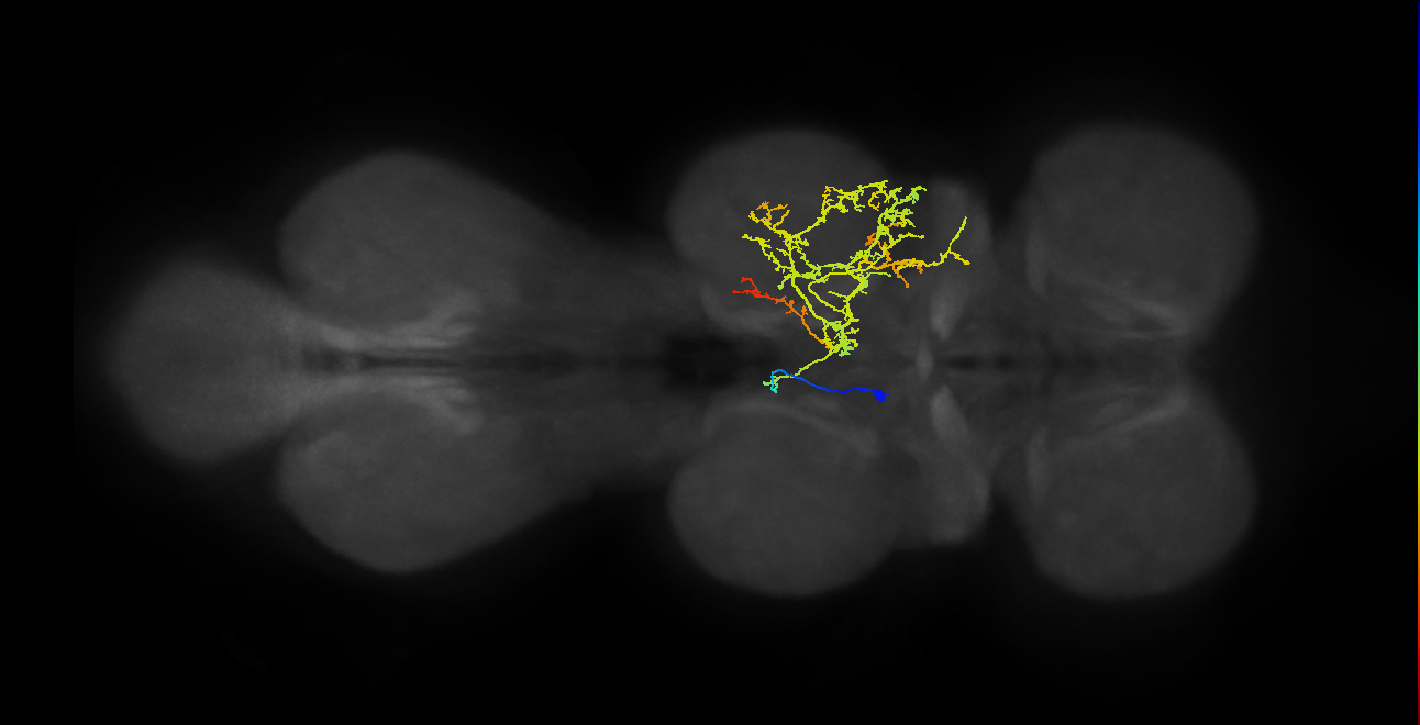 IN06B070_T2_L (MANC:19845)