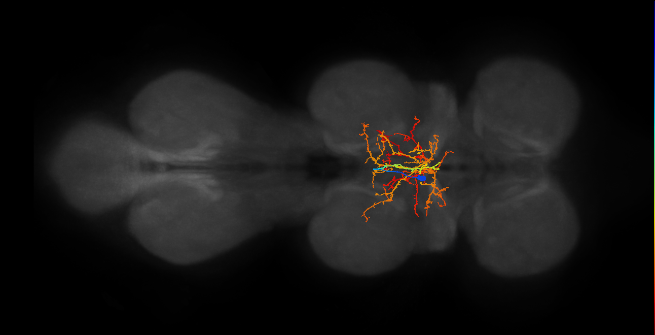 IN00A056_T2_M (MANC:19872)