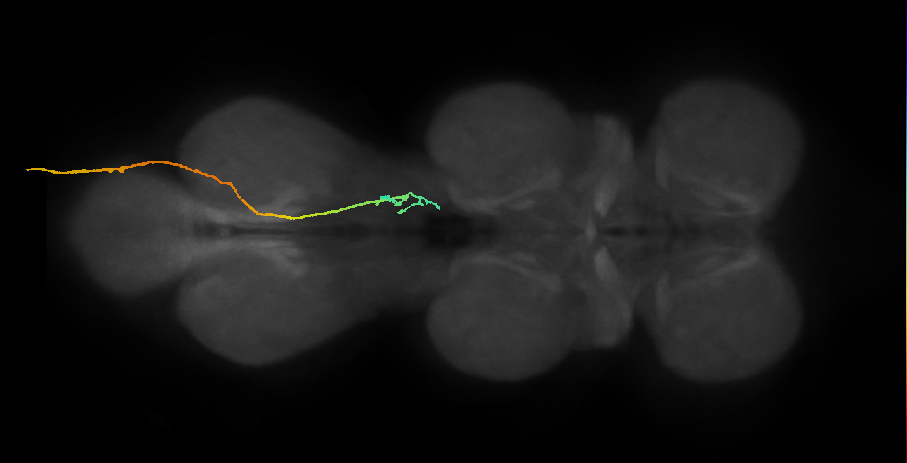 SNpp02_AbN3_R (MANC:19910)