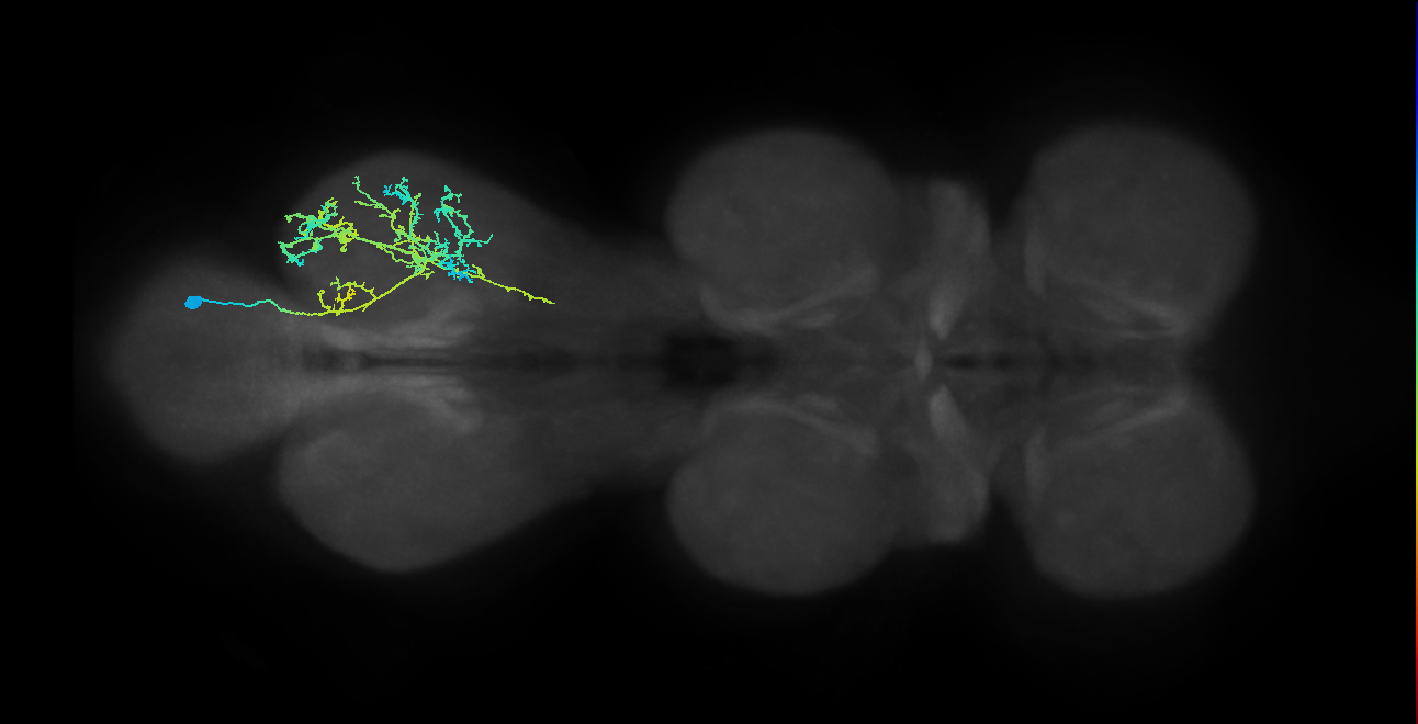 IN21A028_T3_R (MANC:19949)