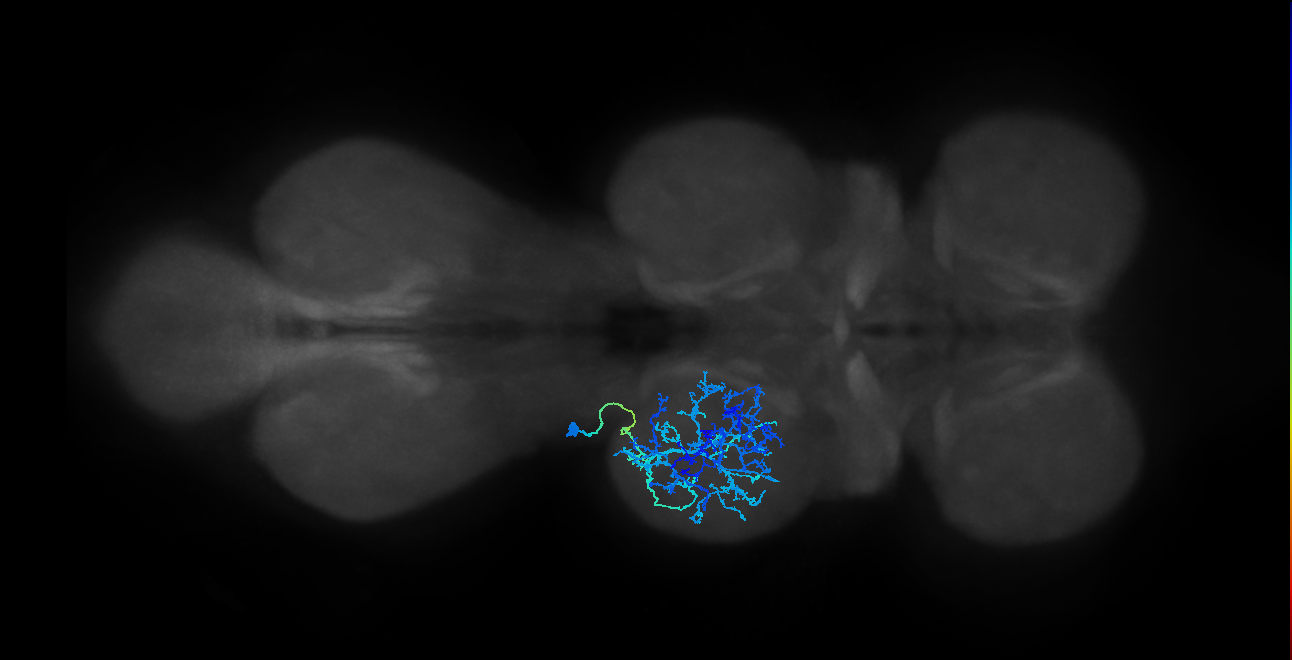 IN03A012_T2_L (MANC:19963)