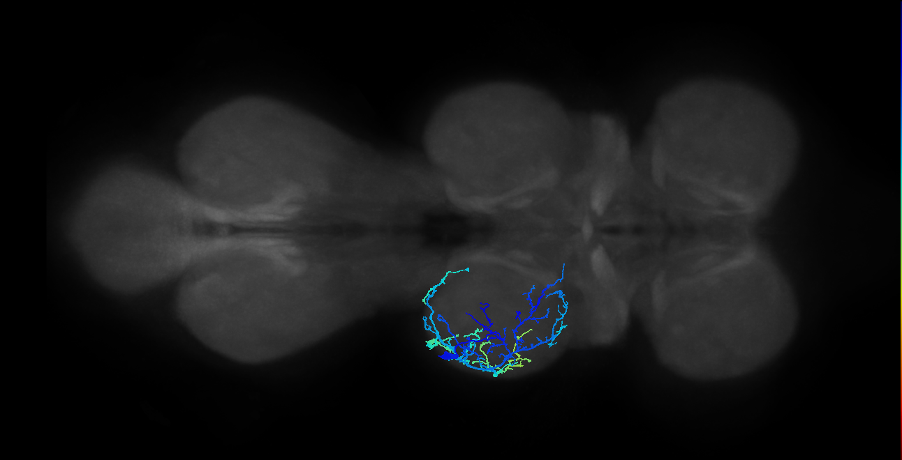 IN13A020_T2_L (MANC:19970)