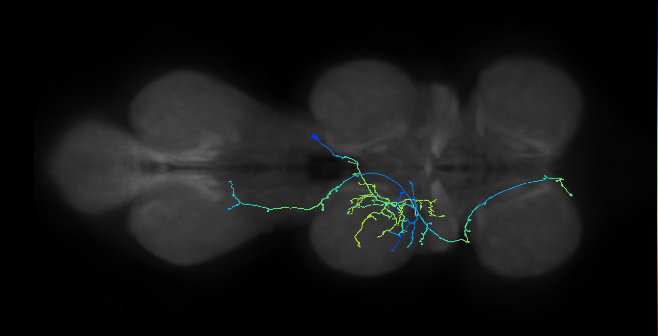 IN12B017_T2_R (MANC:20016)