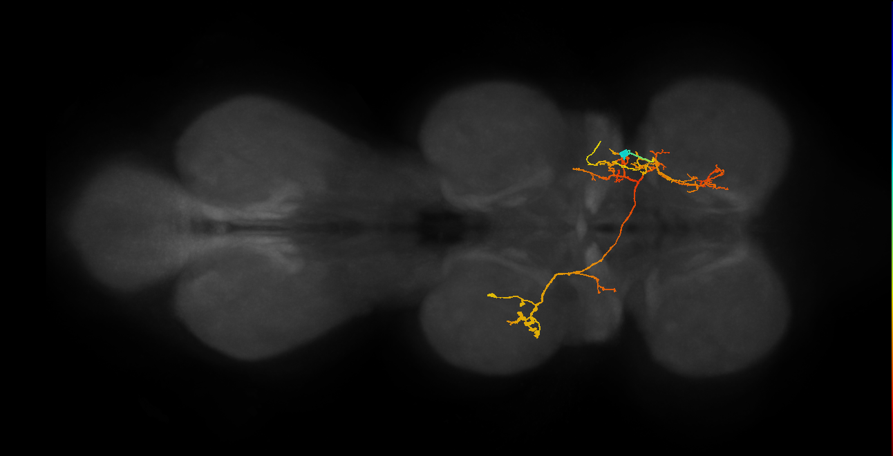IN06A060_T1_R (MANC:20027)