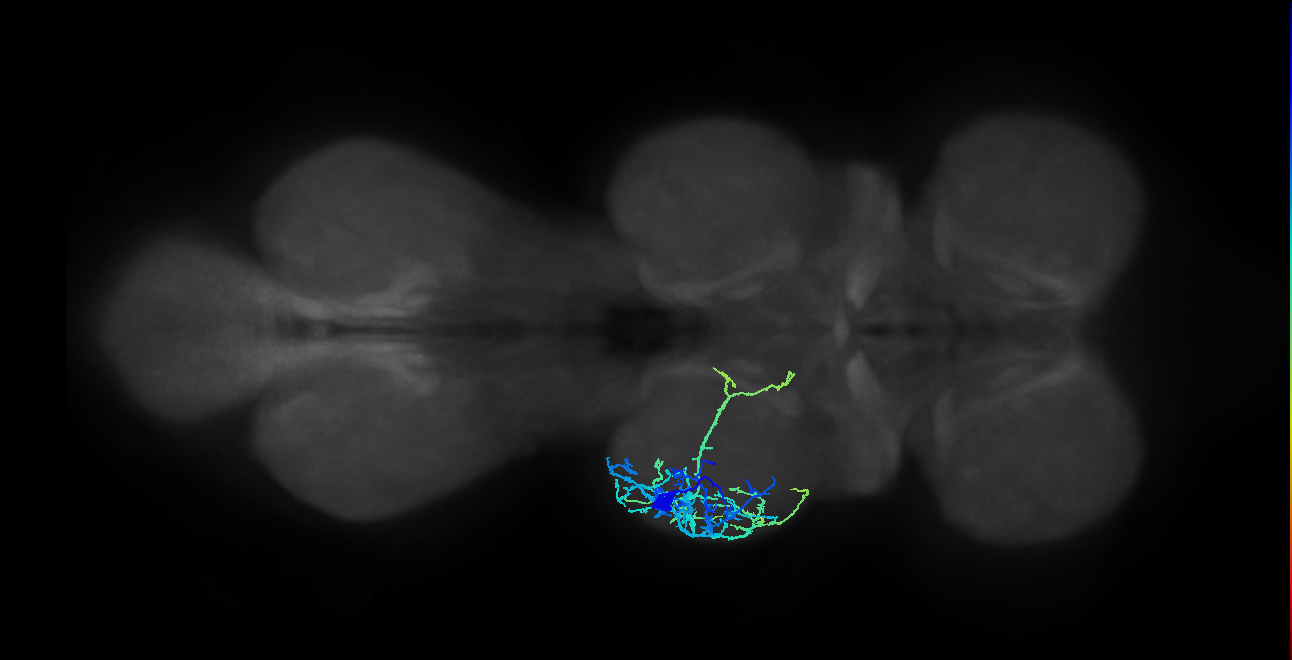 IN13A017_T2_L (MANC:20040)