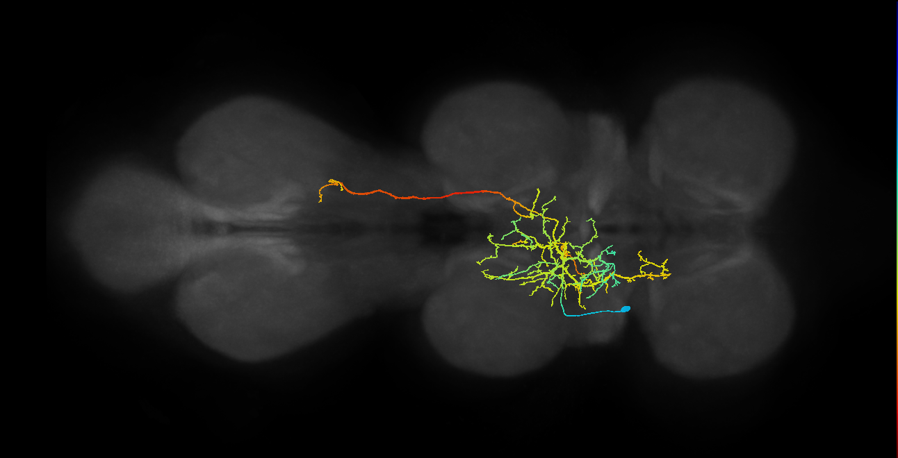 IN08B096_T2_L (MANC:20068)