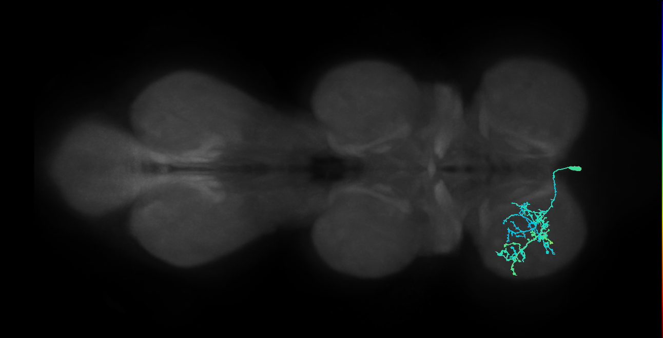 IN13B018_T1_R (MANC:20105)