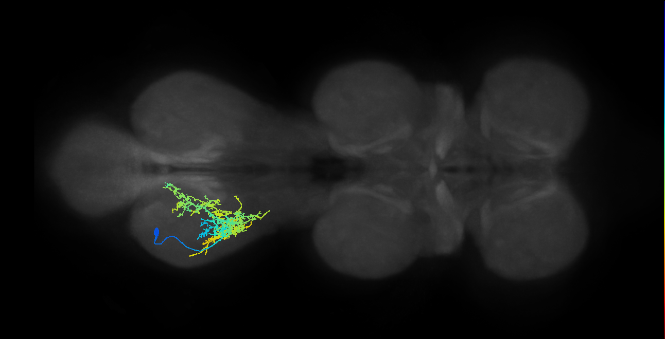 IN16B010_T3_L (MANC:20114)
