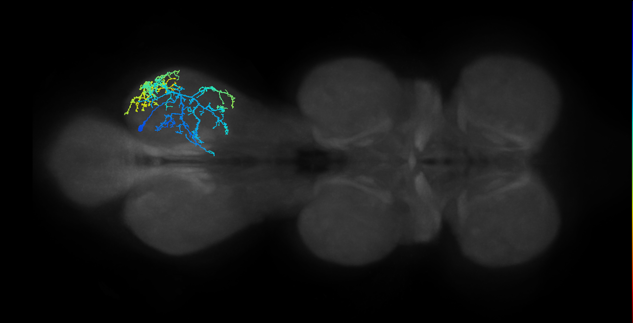 IN13A028_T3_R (MANC:20118)