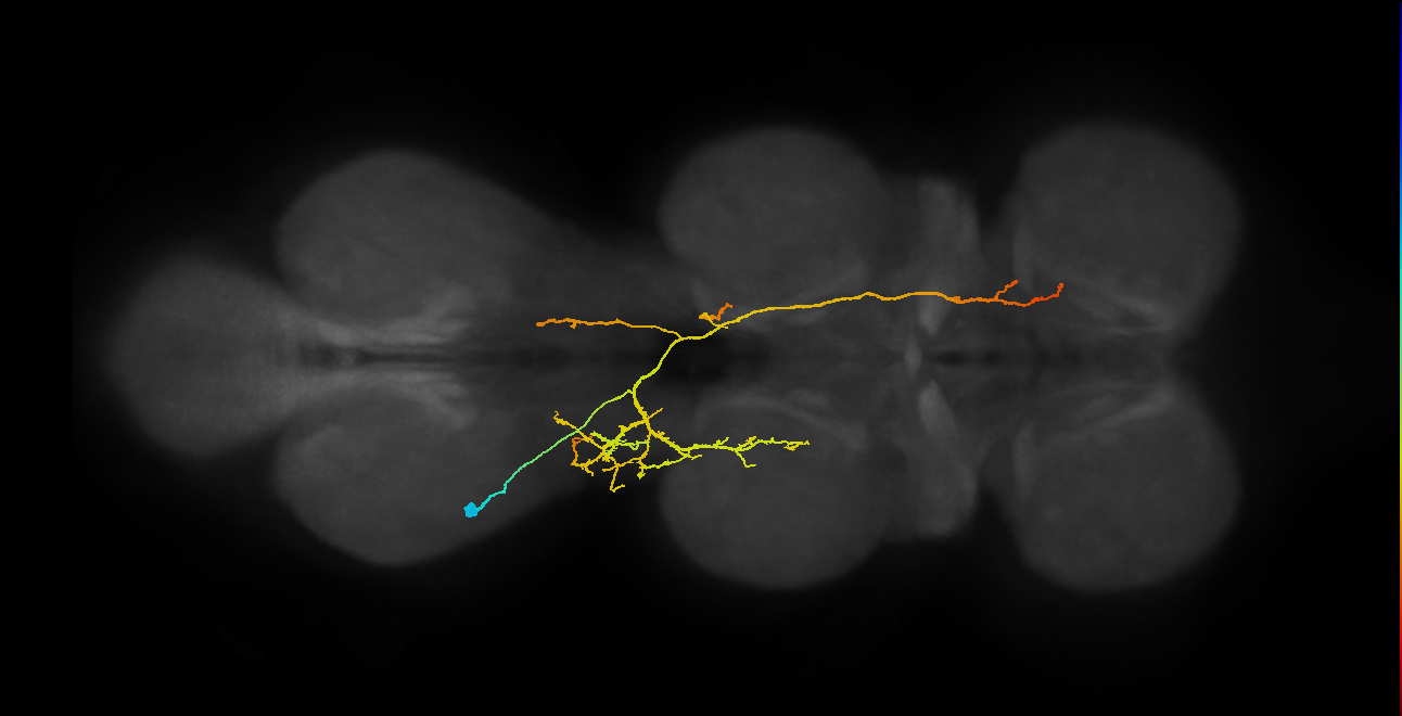 IN08B102_T3_L (MANC:20127)