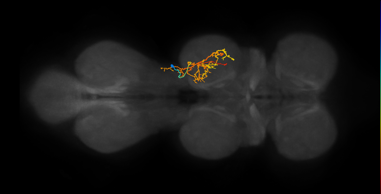 IN03B058_T2_R (MANC:20133)