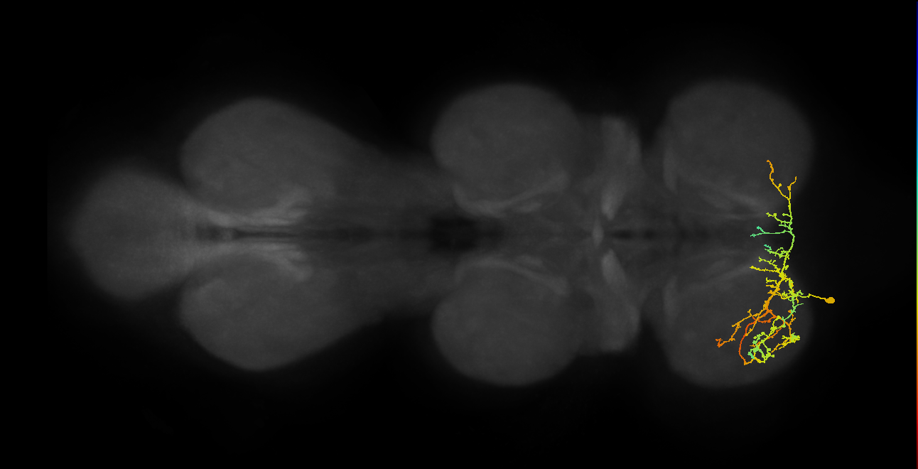 IN16B016_T1_L (MANC:20153)