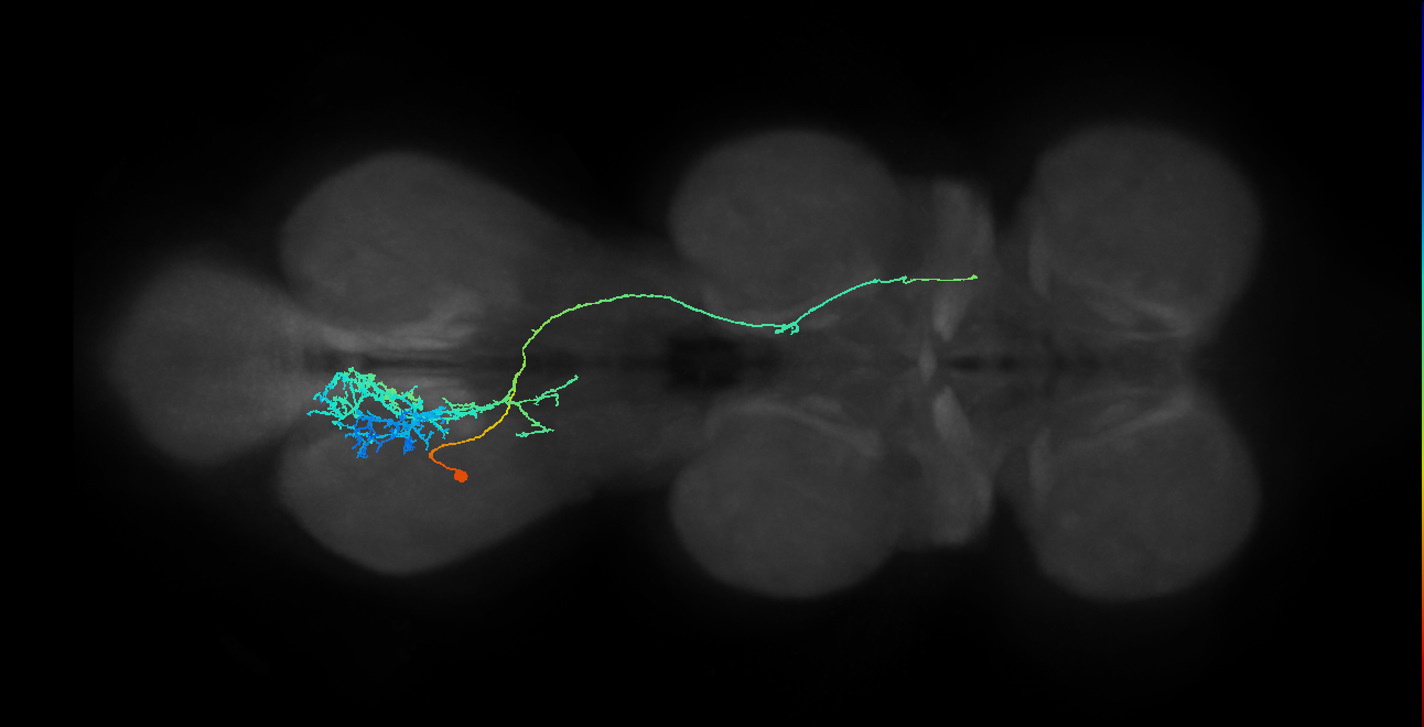 IN23B015_T3_L (MANC:20167)