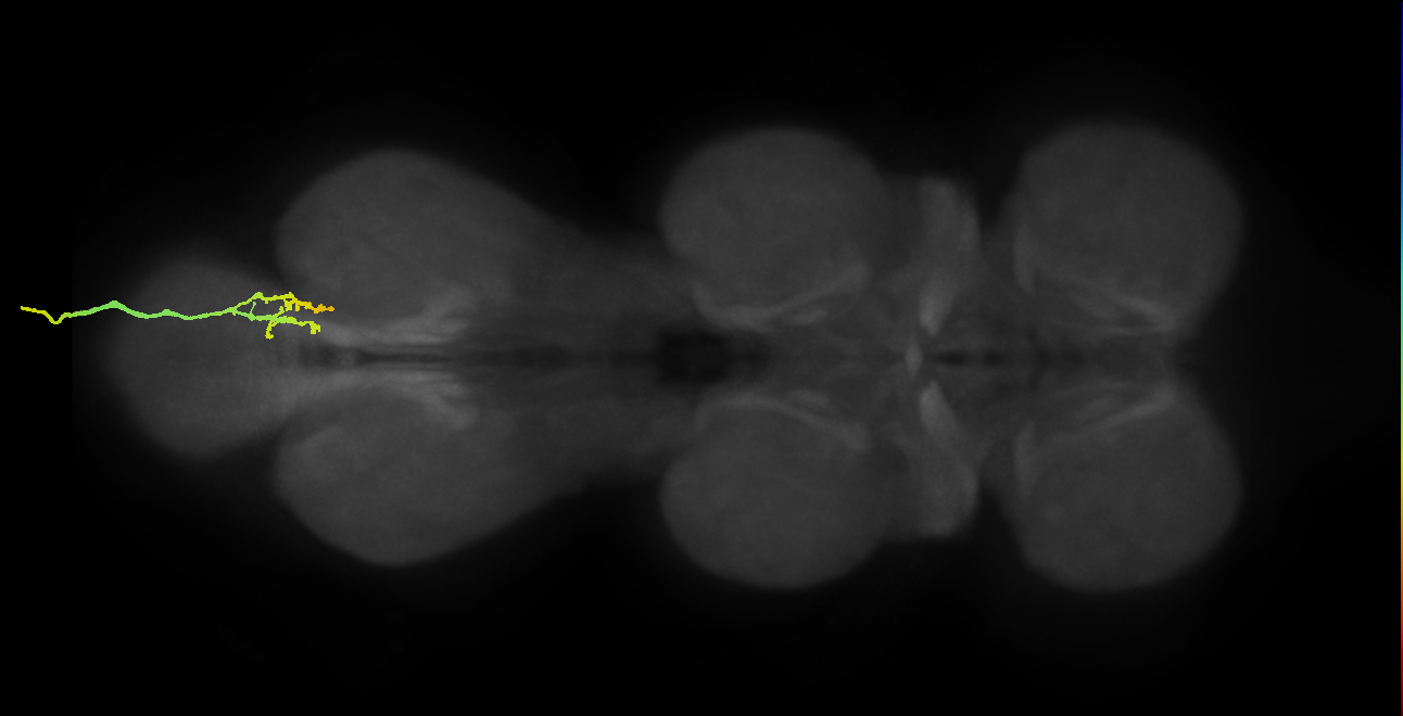 SNxx03_AbNT_R (MANC:20168)