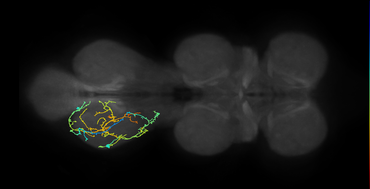 IN08A032_T3_L (MANC:20176)