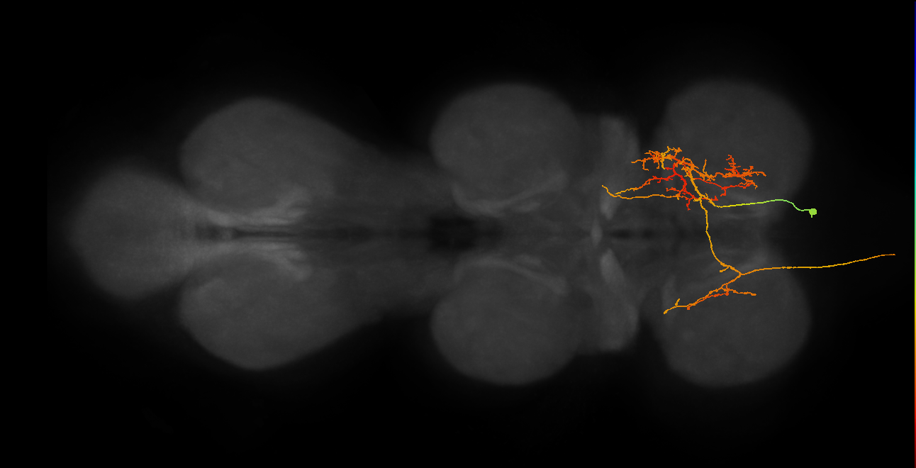 AN07B067_T1_R (MANC:20205)