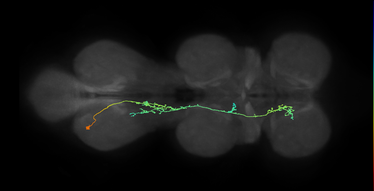 IN12B007_A1_L (MANC:20210)