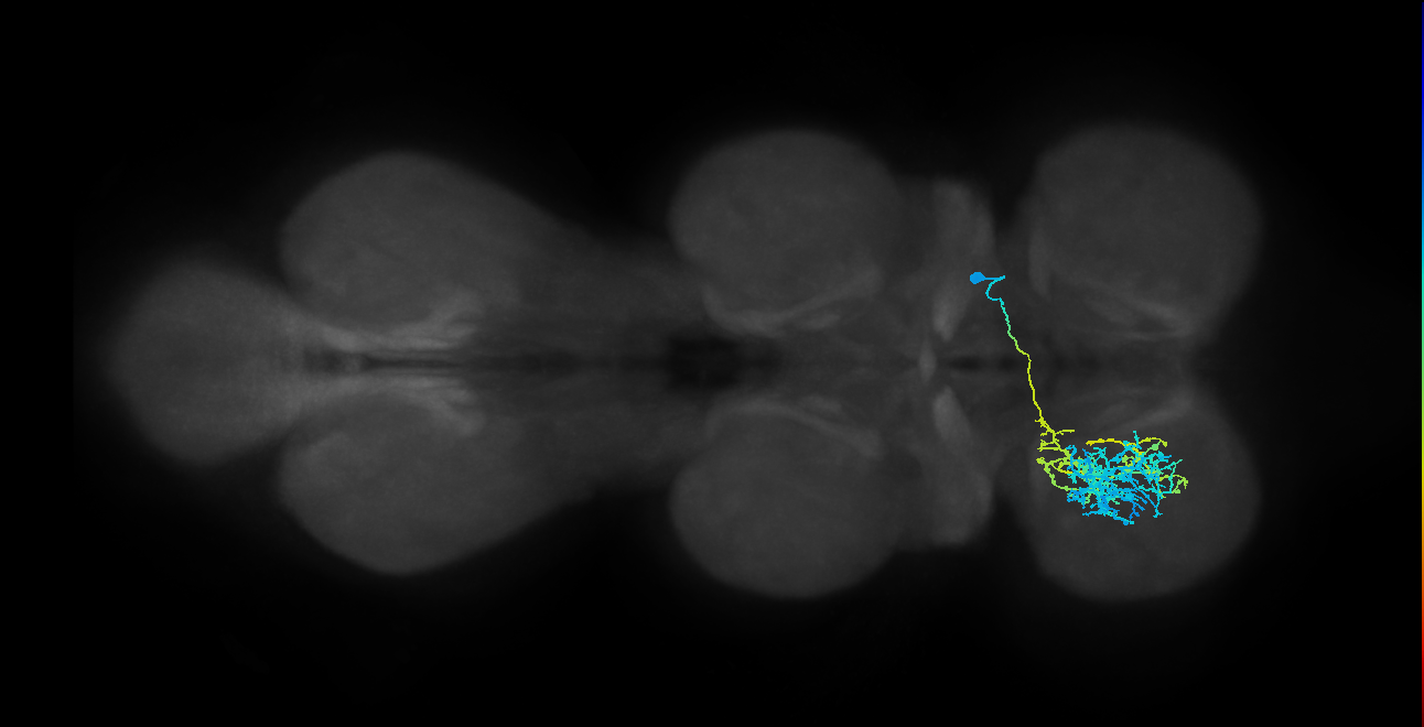 IN12B013_T1_R (MANC:20214)