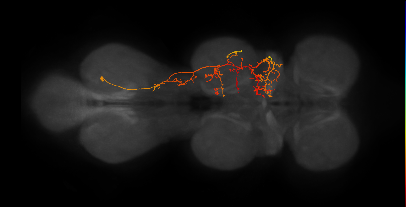 IN03B056_A1_R (MANC:20217)