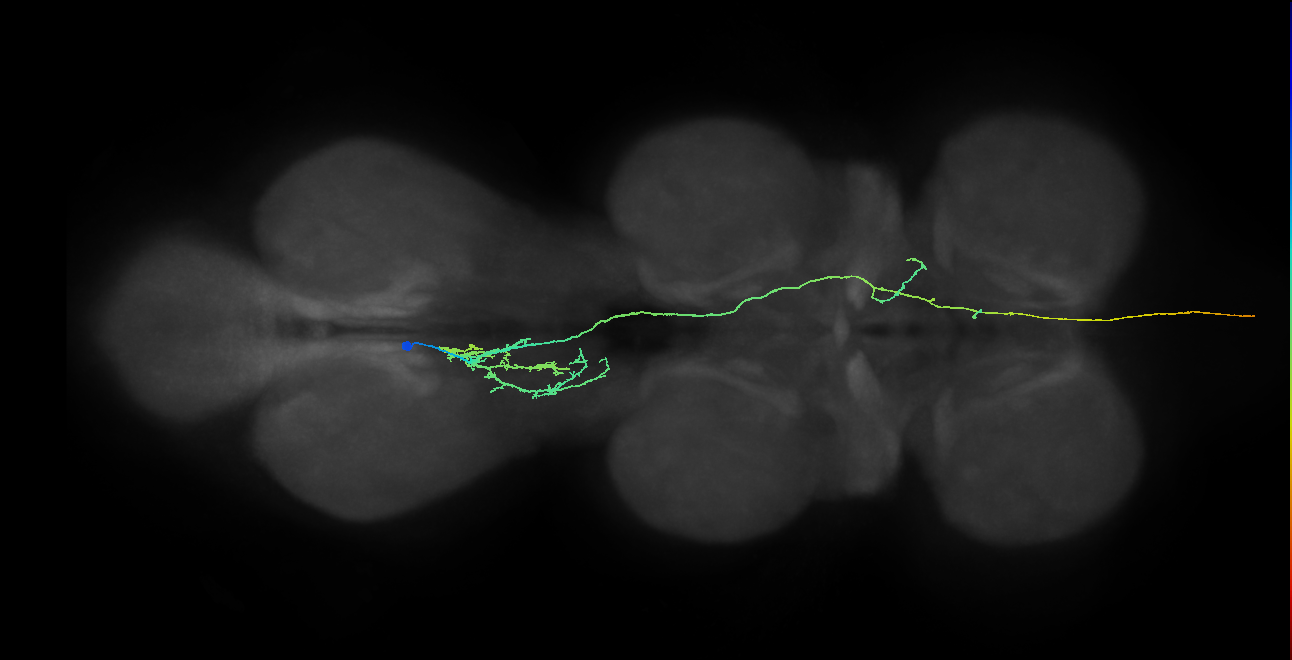 AN10B015_T3_L (MANC:20268)