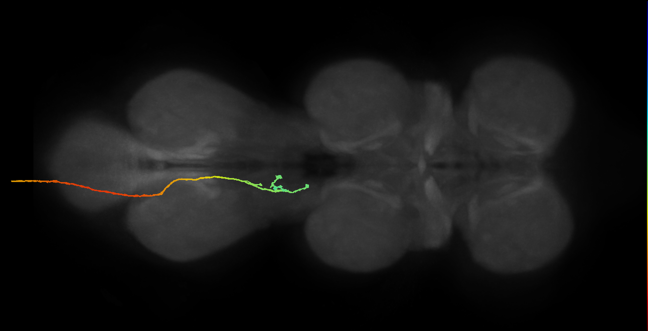 SNpp02_AbN3_L (MANC:20288)