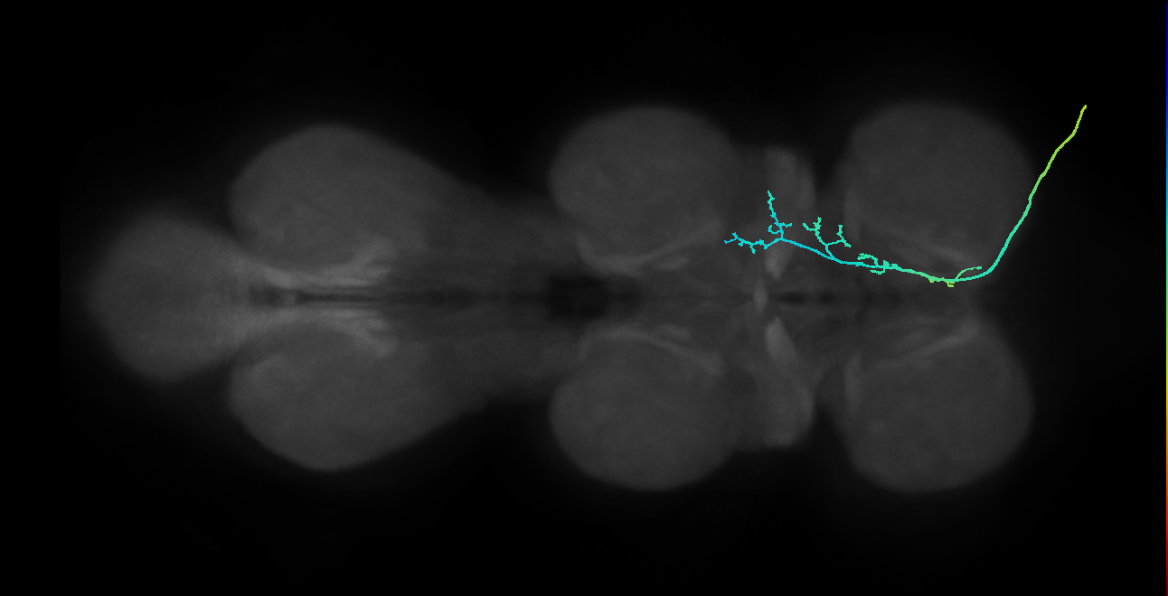 SNpp46_DProN_R (MANC:20296)