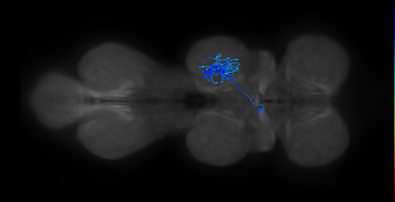 IN13B018_T2_L (MANC:20304)