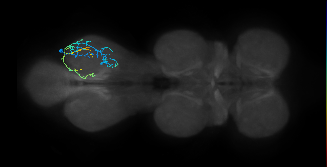 IN13A020_T3_R (MANC:20321)