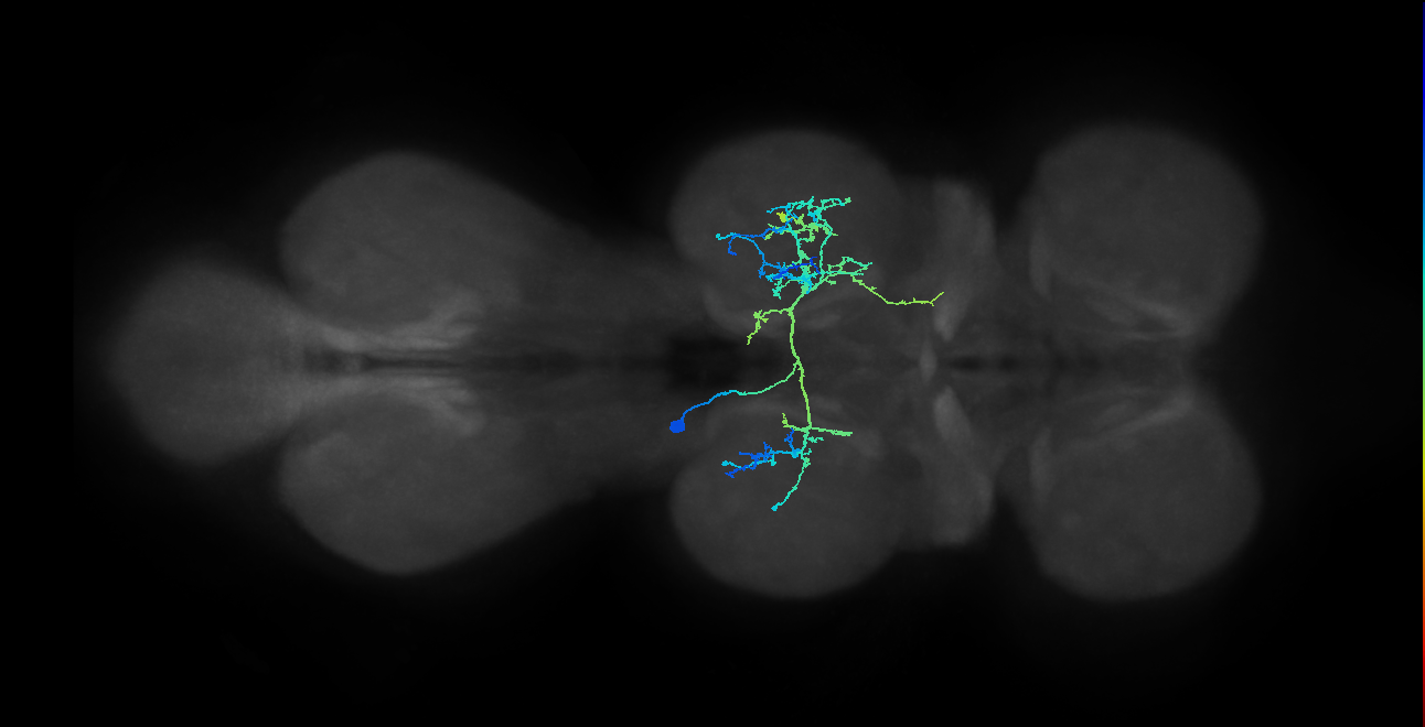 IN12B018_T2_L (MANC:20339)