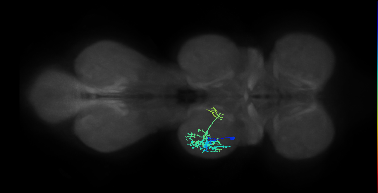 IN13A015_T2_L (MANC:20366)