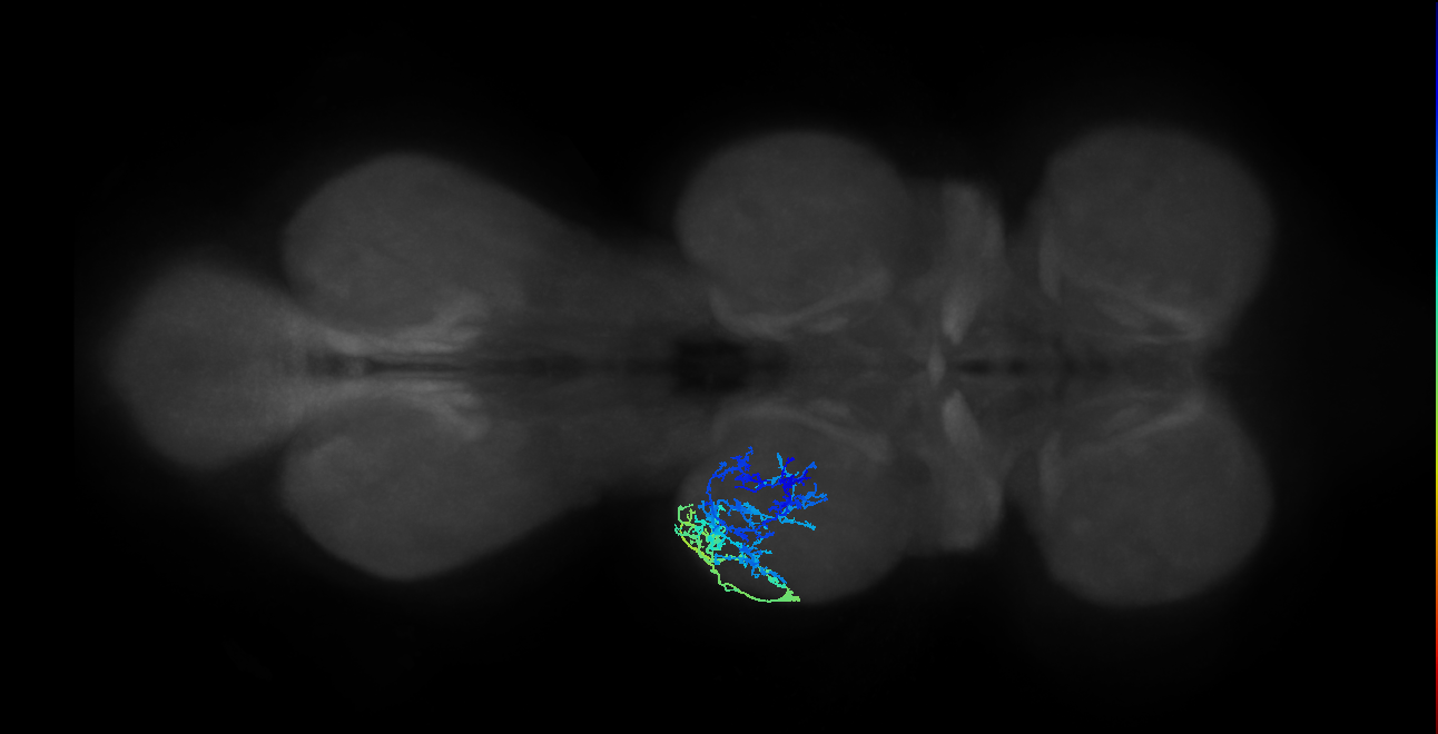 IN19A031_T2_L (MANC:20369)
