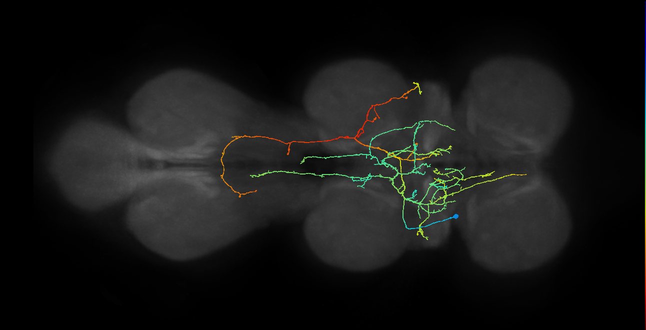 IN08B098_T2_L (MANC:20380)