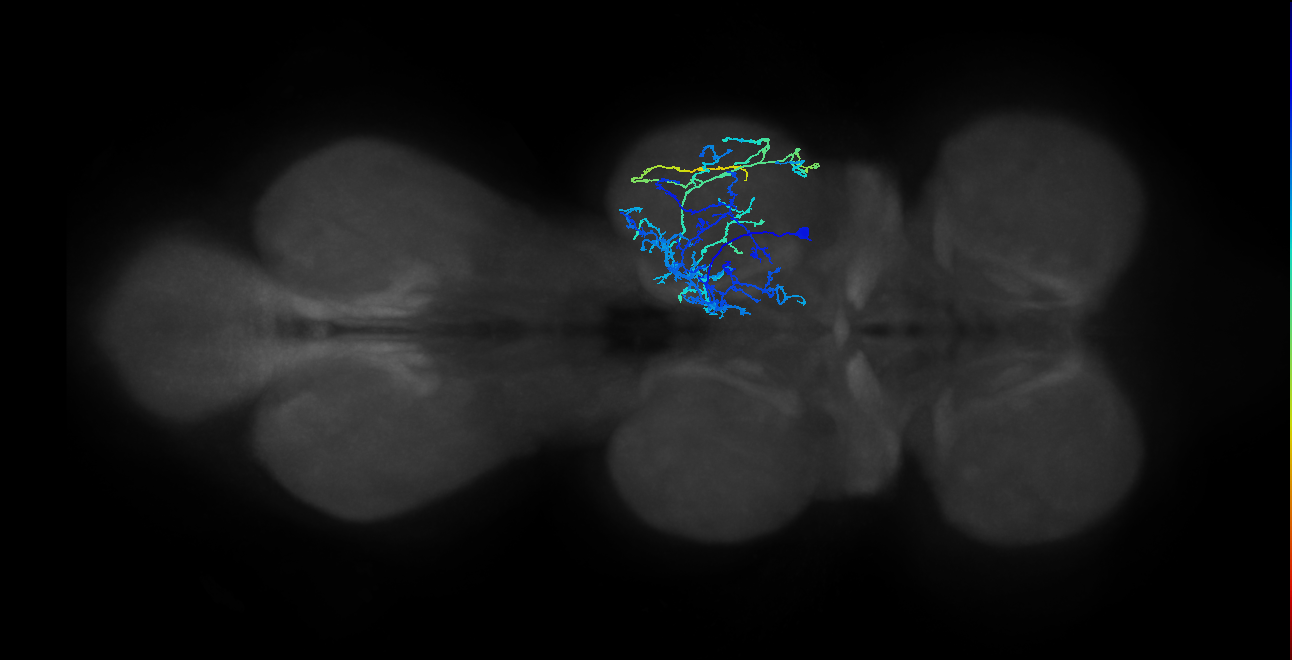 IN04B032_T2_R (MANC:20416)