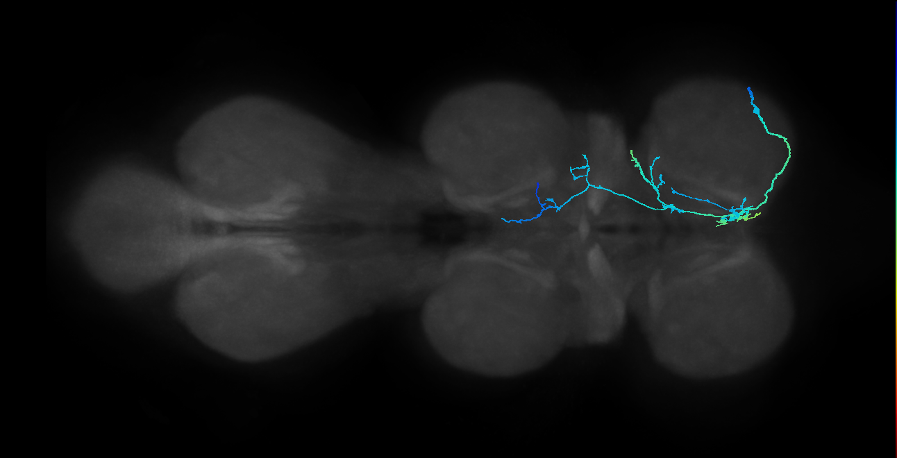 SNxx24_ProLN_R (MANC:20453)